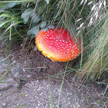 401 - S Apartmanmi Crocus . Štrbské Pleso